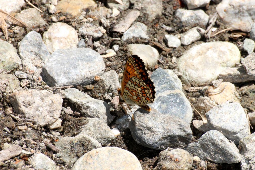 Melitaea phoebe tutte e tre? S